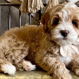 Australian Labradoodles from Bluegrass Country Labradoodles