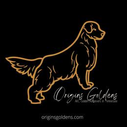 Golden Retrievers from Origins Goldens