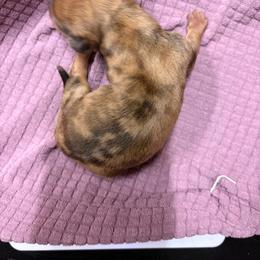 CKC Red Dapple shorthaired miniature - Dapple female Dachshund puppy in Canyon Lake, Texas from M&Ms Dachshunds of Central Texas