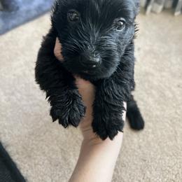 Scottish Terrier Puppies from Oodles of Cuties!