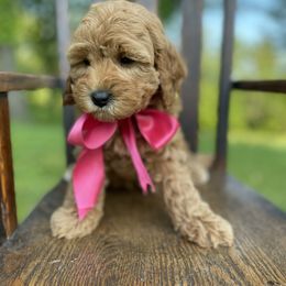 Australian Labradoodle Puppies from Wild Daisy Labradoodles