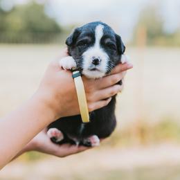 Yellow Collar - Lemon - Black tri male Miniature American Shepherd puppy in Enumclaw, Washington from Mount Peak Mini American Shepherds