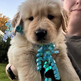 Boy teal - Light golden male Golden Retriever puppy in Chesapeake, Virginia from Goldilocks Golden Retrievers