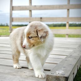 Australian Shepherd Puppies from Real McCoy Australian Shepherds