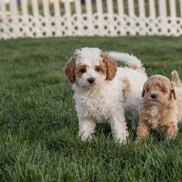 Cavapoo Puppies from Family Raised Mini Cavapoos