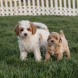 Cavapoo Puppies from Family Raised Mini Cavapoos