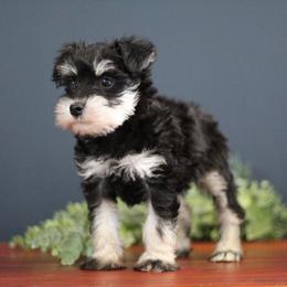 Miniature Schnauzer Puppies from Clay Hill Kennels