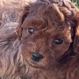 Cavapoos and Goldendoodles from 406springhilldoodles