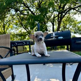 Blue - Blue fawn male Chihuahua puppy in Alvord, Texas from Gift of Gods Favor