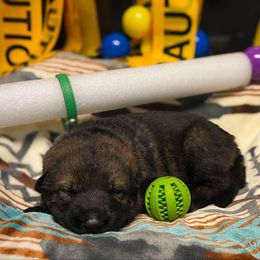 Green Collar - Sable female German Shepherd puppy in Bingham County, Idaho from Reign Land