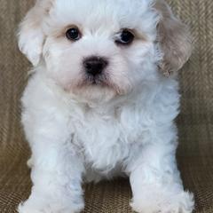 Noah - Cream male Shichon puppy in Limestone, Tennessee from Pilot Hill Teddy Bear Puppies