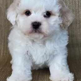 Noah - Cream male Shichon puppy in Limestone, Tennessee from Pilot Hill Teddy Bear Puppies
