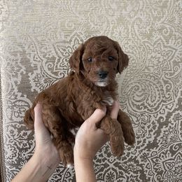 Purple Girl - Red  female Goldendoodle puppy in Palo Cedro, California from Goosehill Doodles