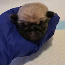 Red Collar - Fawn female Pug puppy in New Braunfels, Texas from Kex Pug Haus