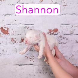 Shannon - Parti female Goldendoodle puppy in Calhoun, Georgia from Happy Top Doodles