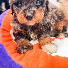 Chip - Blue merle male Bernedoodle puppy in Belton, South Carolina from Poodley Doodley Doo