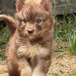 Jersey - Red and white male Siberian Husky puppy in Warrenville, South Carolina from StormVale Siberian Huskies