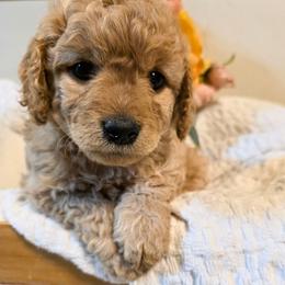 Beaufort - Apricot male Cavapoo puppy in Gunnison, Utah from Curls and Camo Pups