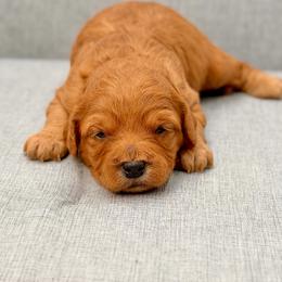 Reba - Red  female Goldendoodle puppy in Queen Creek, Arizona from Goldendoodle AZ