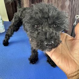 Chai - Poodle