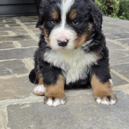 Leo - Black tan and white male Bernese Mountain Dog puppy in Gaffney, South Carolina from Circle D Farms