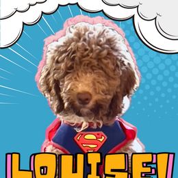 Louise - Goldendoodle