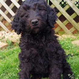 Goldendoodles from Roarke Goldendoodles