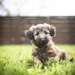 Border Collie and Skye Terrier Puppies from Skyward Farms