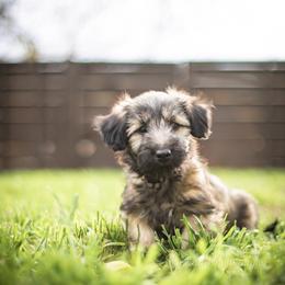 Border Collie and Skye Terrier Puppies from Skyward Farms