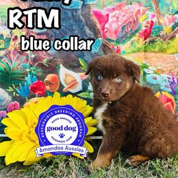 RTM blue collar - Red tri-color male Australian Shepherd puppy in Greenville, Texas from Amandas Aussies