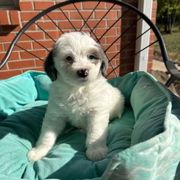 Xavier - Grey and white male Bernedoodle puppy in Forsyth, Illinois from Birdies Mini Bernedoodles