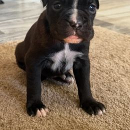 Cooper - Brindle Boxer puppy in New Smyrna Beach, Florida from Beachside Boxers and Frenchies
