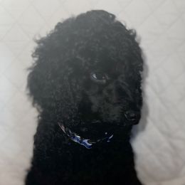 Poodle Puppies from Pure-Poodle