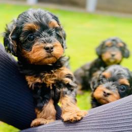 Cavalier King Charles Spaniel and Cavapoo Puppies from Camelback Cavaliers