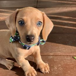 Dachshund Puppies from Kelly's Doxie Farm