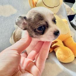 Opal - Fawn brindled black female Chihuahua puppy in Canton, Ohio from Elysium Fields Chihuahuas