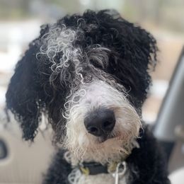 Rocky - Bernedoodle