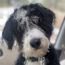 Rocky - Bernedoodle