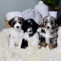 Aussiedoodle Puppies from Crystal Ridge Doodles