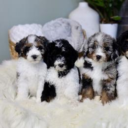 Aussiedoodle Puppies from Crystal Ridge Doodles
