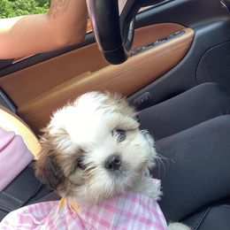 Shih Tzu Puppies from Lady Class Kennel