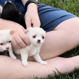 Chihuahua Puppies from Wild Mountain Chihuahuas