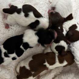 Hopper - Piebald male Dachshund puppy in Dorchester, Texas from Texas Mini Dachs