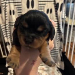 Cavalier King Charles Spaniel Puppies from Family first cavaliers