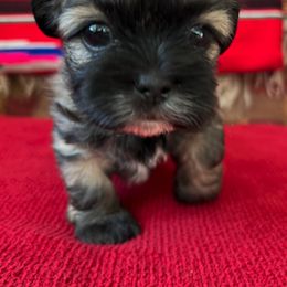 Shih Tzu Puppies from Holy City Shih Tzu