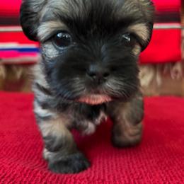 Shih Tzu Puppies from Holy City Shih Tzu