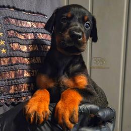 Lexus - Black and rust female Doberman Pinscher puppy in China Township, Michigan from Snell's Superior Kennel Dobermann & GSP