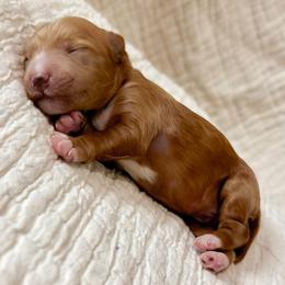 Shark - Red  male Goldendoodle puppy in Garden Grove, California from Sunkissed Doodles