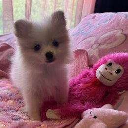 Girl 4 (Green for breeder's use only)) - Cream parti female Pomeranian puppy in Lookout, West Virginia from Ashley Miller's Pomeranians