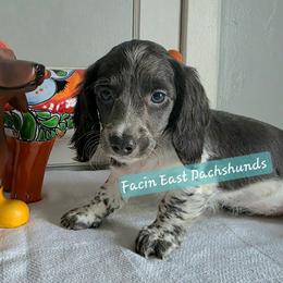 Spot - AKC - Piebald female Dachshund puppy in Selma, North Carolina from Facin East Dachshunds